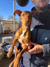 TALULLA, Hund, Podenco in Spanien - Bild 4