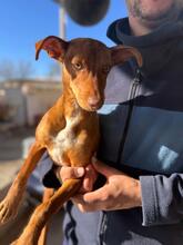 TALULLA, Hund, Podenco in Spanien - Bild 5