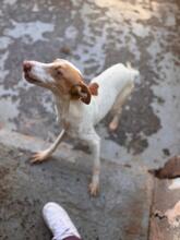 LEO, Hund, Podenco in Spanien - Bild 3