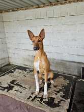 PETER, Hund, Podenco-Mix in Spanien - Bild 1