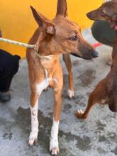 PETER, Hund, Podenco-Mix in Spanien - Bild 10