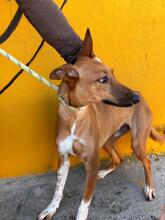 PETER, Hund, Podenco-Mix in Spanien - Bild 11