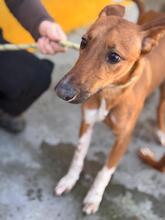 PETER, Hund, Podenco-Mix in Spanien - Bild 12