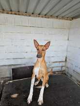 PETER, Hund, Podenco-Mix in Spanien - Bild 2