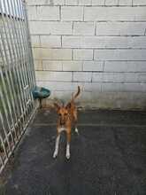 PETER, Hund, Podenco-Mix in Spanien - Bild 4