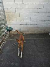 PETER, Hund, Podenco-Mix in Spanien - Bild 5