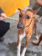 PETER, Hund, Podenco-Mix in Spanien - Bild 6