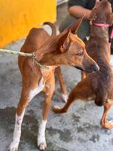 PETER, Hund, Podenco-Mix in Spanien - Bild 7