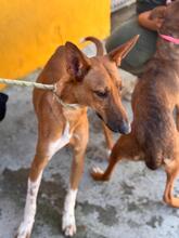 PETER, Hund, Podenco-Mix in Spanien - Bild 8