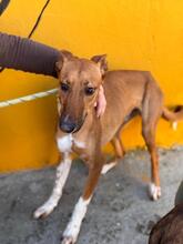 PETER, Hund, Podenco-Mix in Spanien - Bild 9