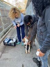 NICK, Hund, Mischlingshund in Ungarn - Bild 3