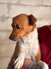 MILLIE, Hund, Mischlingshund in Spanien - Bild 5