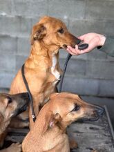 THOR, Hund, Mischlingshund in Spanien - Bild 3