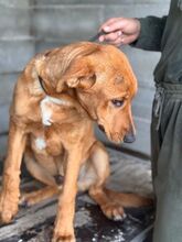 THOR, Hund, Mischlingshund in Spanien - Bild 5