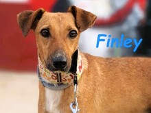 FINLEY, Hund, Podenco-Mix in Spanien - Bild 1