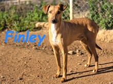 FINLEY, Hund, Podenco-Mix in Spanien - Bild 2