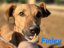 FINLEY, Hund, Podenco-Mix in Spanien - Bild 3