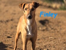 FINLEY, Hund, Podenco-Mix in Spanien - Bild 4