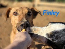 FINLEY, Hund, Podenco-Mix in Spanien - Bild 5