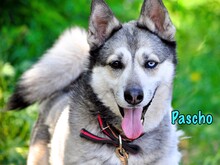 PASCHO, Hund, Siberian Husky-Mix in Russische Föderation - Bild 1