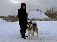 PASCHO, Hund, Siberian Husky-Mix in Russische Föderation - Bild 10