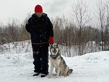 PASCHO, Hund, Siberian Husky-Mix in Russische Föderation - Bild 13