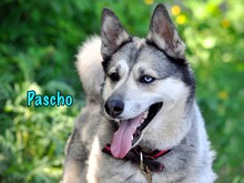 PASCHO, Hund, Siberian Husky-Mix in Russische Föderation - Bild 14