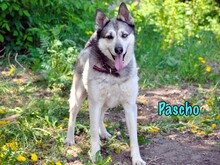 PASCHO, Hund, Siberian Husky-Mix in Russische Föderation - Bild 2