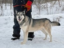 PASCHO, Hund, Siberian Husky-Mix in Russische Föderation - Bild 3