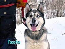 PASCHO, Hund, Siberian Husky-Mix in Russische Föderation - Bild 4