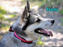 PASCHO, Hund, Siberian Husky-Mix in Russische Föderation - Bild 5