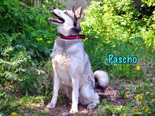 PASCHO, Hund, Siberian Husky-Mix in Russische Föderation - Bild 6