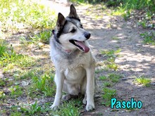 PASCHO, Hund, Siberian Husky-Mix in Russische Föderation - Bild 7