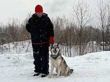 PASCHO, Hund, Siberian Husky-Mix in Russische Föderation - Bild 8