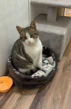 LONI, Katze, Europäisch Kurzhaar in Bulgarien - Bild 12