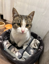 LONI, Katze, Europäisch Kurzhaar in Bulgarien - Bild 13