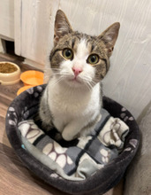 LONI, Katze, Europäisch Kurzhaar in Bulgarien - Bild 14
