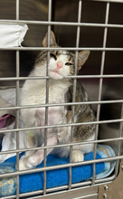 LONI, Katze, Europäisch Kurzhaar in Bulgarien - Bild 15