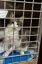 LONI, Katze, Europäisch Kurzhaar in Bulgarien - Bild 17