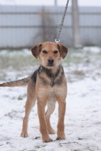 MOREAU, Hund, Mischlingshund in Ungarn - Bild 2