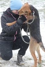 MOREAU, Hund, Mischlingshund in Ungarn - Bild 4