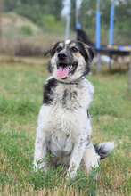 ALFONZ, Hund, Mischlingshund in Ungarn - Bild 1