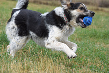 ALFONZ, Hund, Mischlingshund in Ungarn - Bild 2