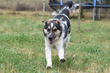 ALFONZ, Hund, Mischlingshund in Ungarn - Bild 3