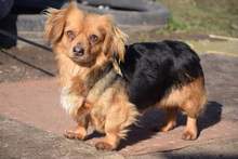 FELIA, Hund, Mischlingshund in Ungarn - Bild 2