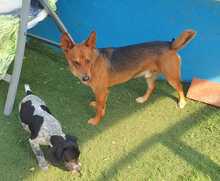 CHOCO, Hund, Mischlingshund in Spanien - Bild 5