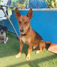 CHOCO, Hund, Mischlingshund in Spanien - Bild 6