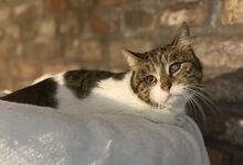 PIXIE, Katze, Hauskatze in Bergisch Gladbach - Bild 1