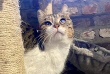 PIXIE, Katze, Hauskatze in Bergisch Gladbach - Bild 3