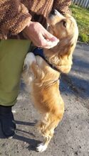 BESSI, Hund, Cavalier King Charles Spaniel-Mix in Slowakische Republik - Bild 2